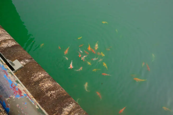 Koi in Tam Tam Byewash Reservoir.